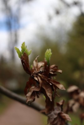 Fagus sylvatica 'Cristata' - buk obecný, lesní - jarní pučení